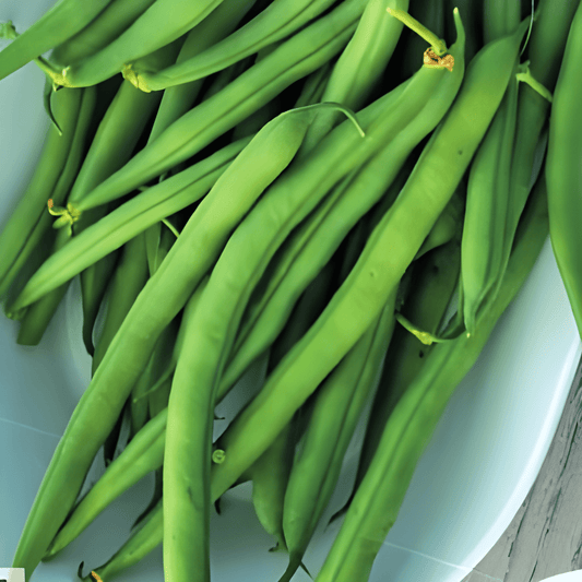 Climbing Beans Seeds Domino Phaseolus Vulgaris Tender Dark Pods
