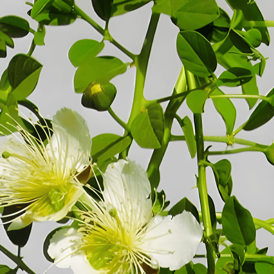 Capparis Spinosa L. Capers Seeds Unopened Flower Buds For Harvest