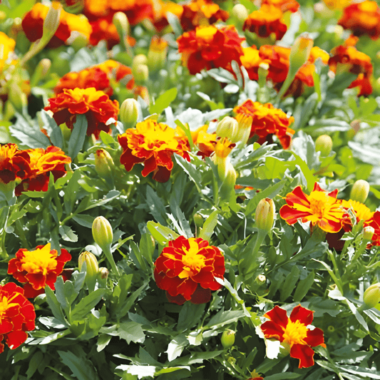 African Marigold Seeds Tagetes Patula Nana Petite Harmony