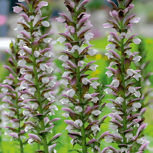 Acanthus Mollis Seeds Ornamental Spike Flowers Perennial