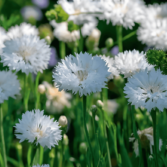 Cornflower Seeds Centaurea Cyanus White Ball Annual Flowers