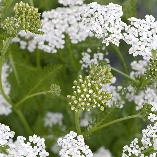 Yarrow Seeds Achillea Millefolium Perennial Herb 85 Cm Height