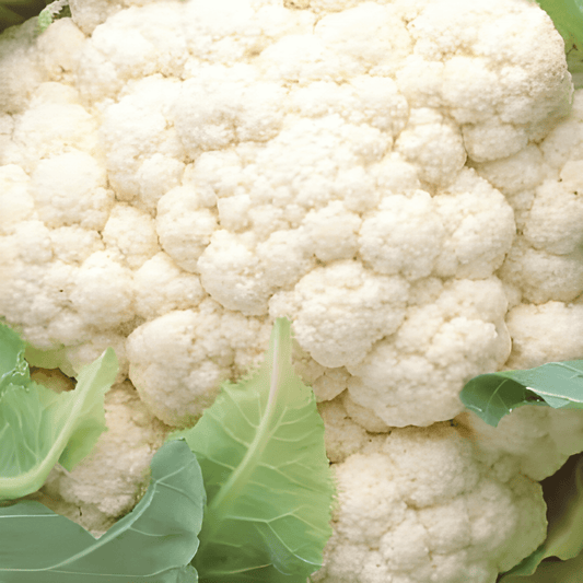 Winter Cauliflower Seeds Brassica Oleracea Walcheren Winter 5