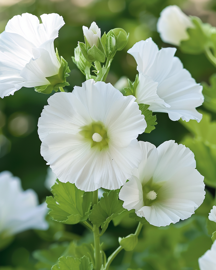 White Mallow Seeds Malope Trifida Trechtermalva White Queen