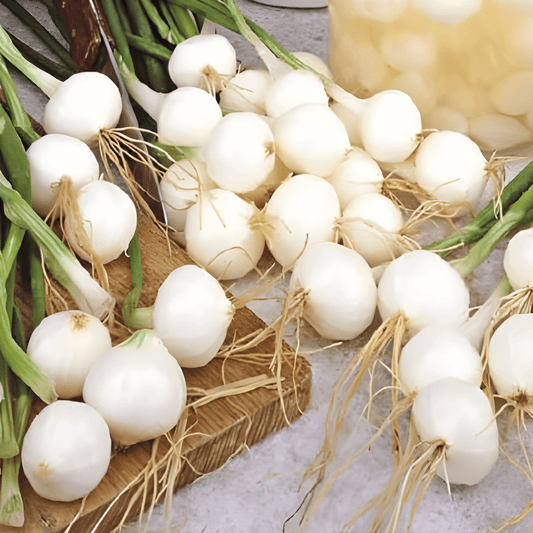 Pickling Onion Seeds De Barletta Allium Cepa Silver Bulbs