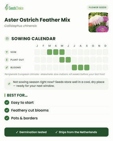 Sowing calendar for Aster Ostrich Feather Mix in a temperate European climate: sow March to May, plant out May to June, blooms July to September; seeds store well until the next sowing season
