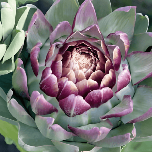 Artichoke Seeds Cynara Cardunculus Violet De Provence Variety