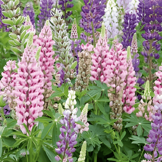 Russell's Hybrids Lupine Seeds Lupinus Polyphyllus Mixed Colors