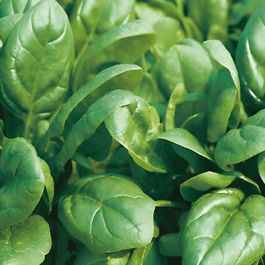 Spinach Campania F1 Spinacia Oleracea Vegetable Seeds 50g