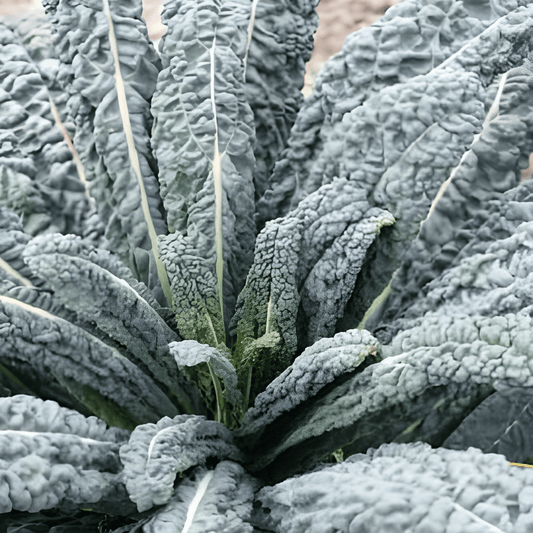 Black Kale Seeds Brassica Oleracea Convar Acephala Nero Di Toscana