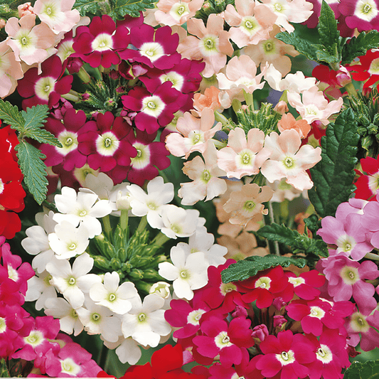 Verbena Seeds Verbena Hybrida Ironwort Ideal Florist Mix