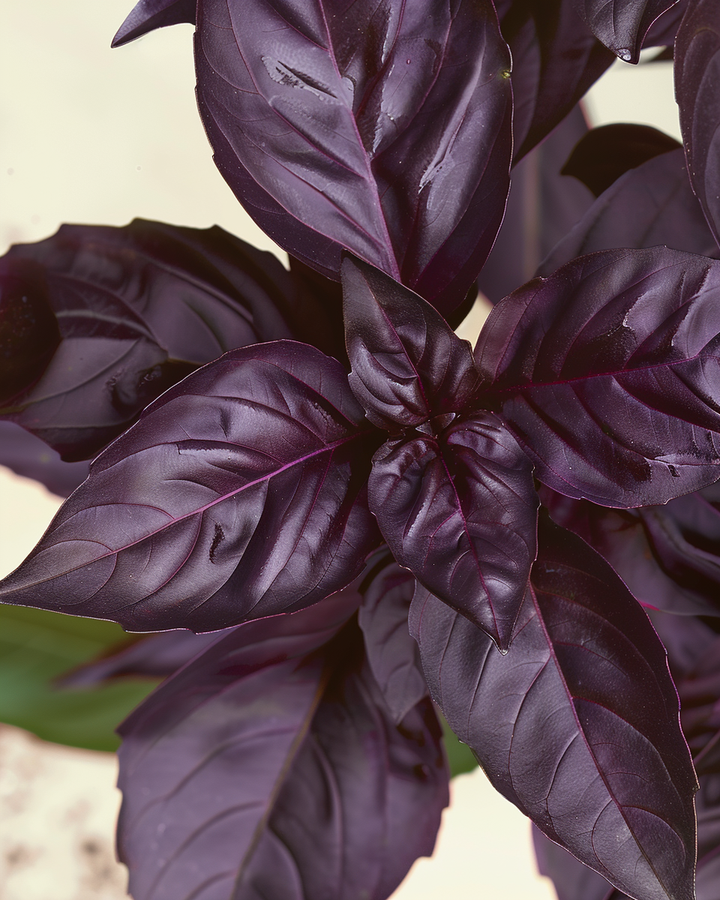 Organic Red Rubin Basil Seeds Ocimum Basilicum Herb