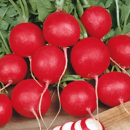 Radish Cherry Belle Seeds Raphanus Sativus Vegetable Variety