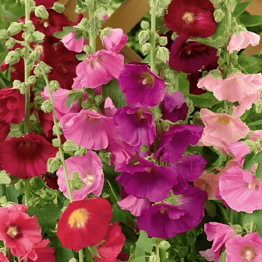 Hollyhock Seeds Alcea Rosea Antwerp Stars Mix Flowers