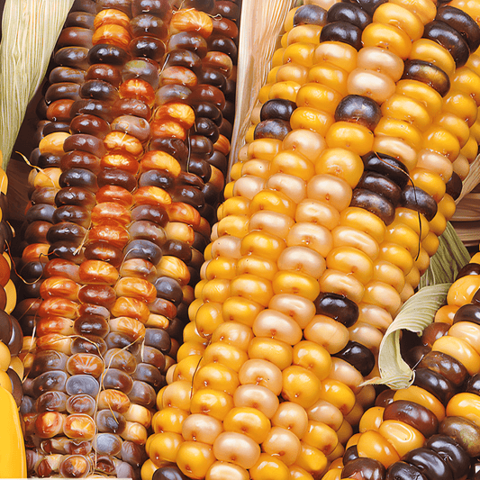 Zea Mays Little Jewels Ornamental Corn Seeds Multicolor Ears Annual