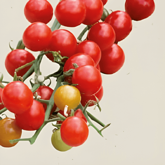 Organic Sweetie Tomato Seeds Solanum Lycopersicum Cherry Variety