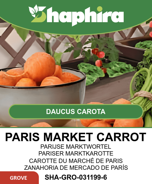 Carrot Paris Market Seeds Daucus Carota Juicy Sweet Vegetable