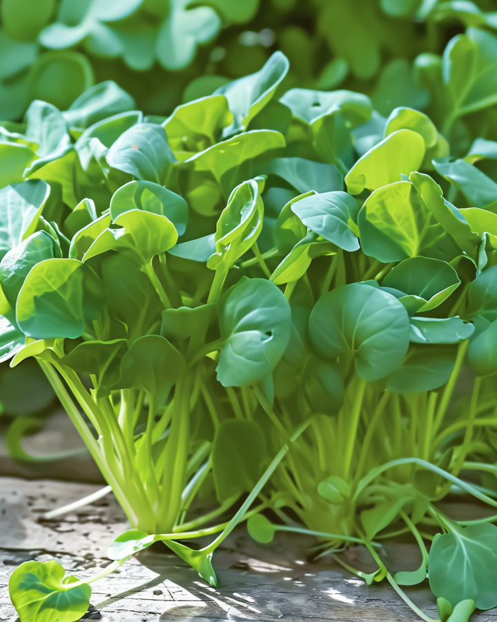 Japanese Tatsoi Microgreens Seeds Brassica Rapa Var Narinosa
