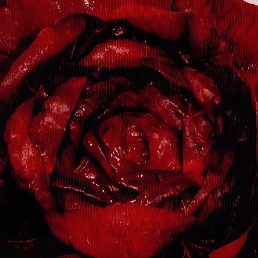 Red Chicory Seeds Cichorium Intybus L Crisp Early Variety