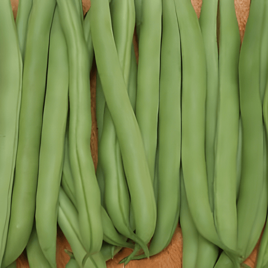 Stamslabonen Beans Seeds Phaseolus Vulgaris Early Double Snap Variety