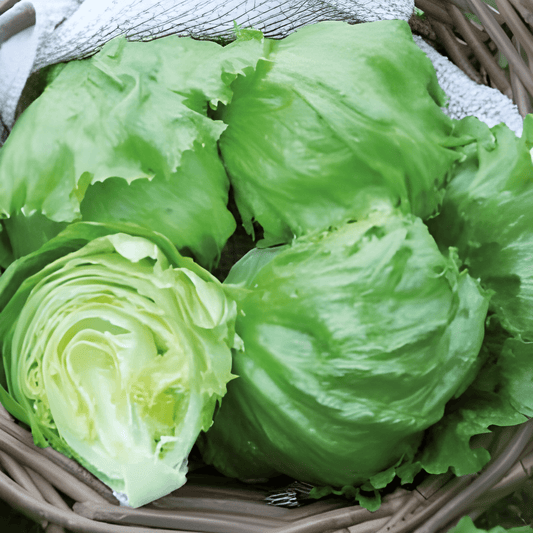 Ice Cream Great Lakes Lettuce Seeds Lactuca Sativa Slow Bolting Crisp