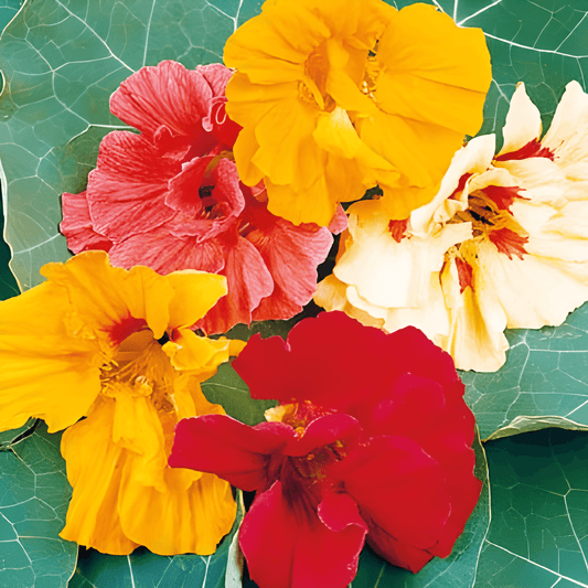 Nasturtium Seeds Tropaeolum Majus Glorious Gleam Annual Flowers