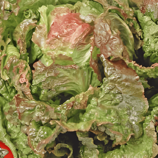 Red Iceberg Lettuce Seeds Lactuca Sativa Rouge Grenobloise