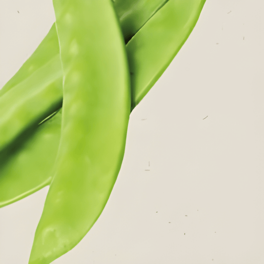 Organic Pea Seeds Pisum Sativum Norli Stringless Tender Pods