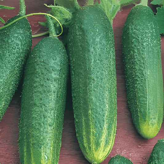 Gherkin Profi F1 Seeds Cucumis Sativus High Yield Disease Resistant