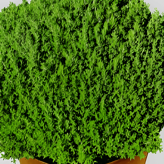 Thyme Seeds Thymus Vulgaris L Provenza Culinary Herb Variety