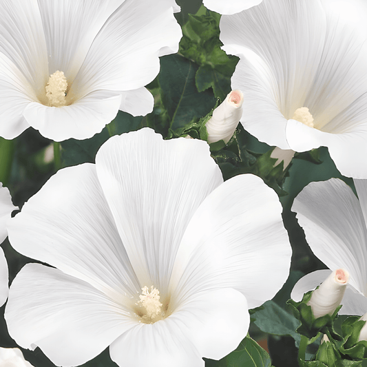 Tree Mallow Seeds Lavatera Trimestris Mont Blanc White Flowers