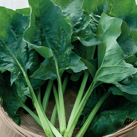 Winter Spinach Seeds Spinacia Oleracea Viroflex Winter Giants