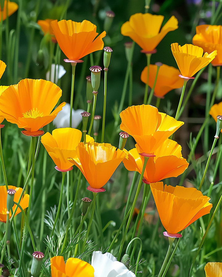 California Poppy Seeds Eschscholzia Californica Single-flowered Mixed