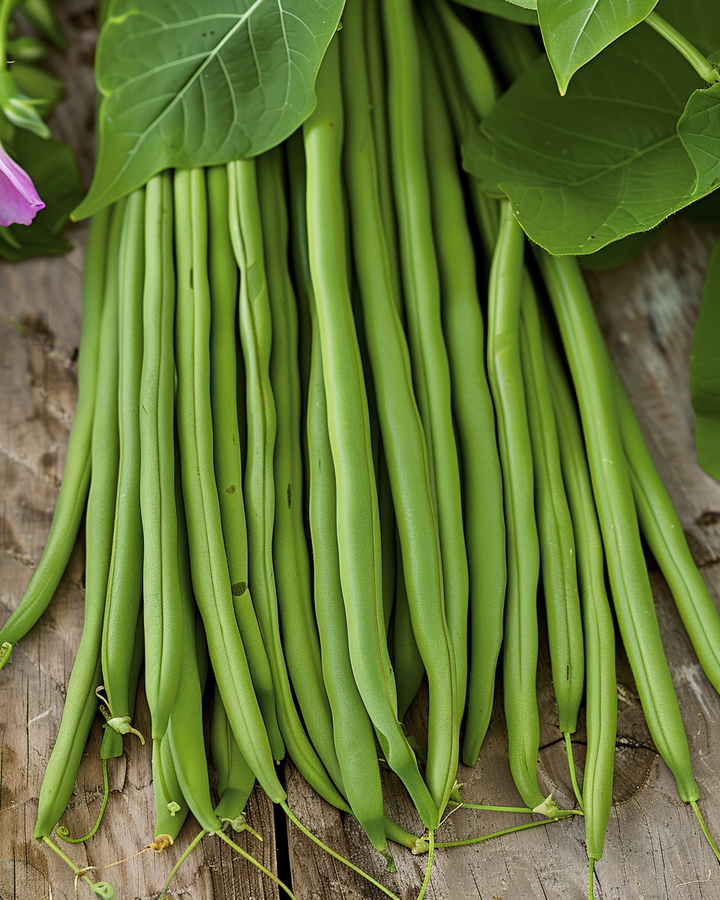 Runner Beans Nautica Seeds Phaseolus Vulgaris Fine Pod Variety