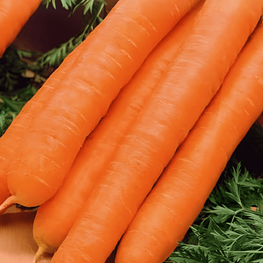 Summer Carrot Seeds Daucus Carota Amsterdam Bake 2 Variety