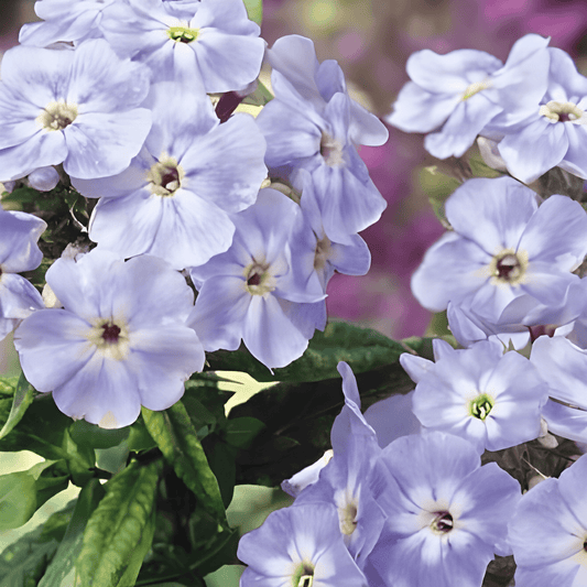 Phlox Flame Flower Blue Beauty Seeds Phlox Nana Annual Flowers
