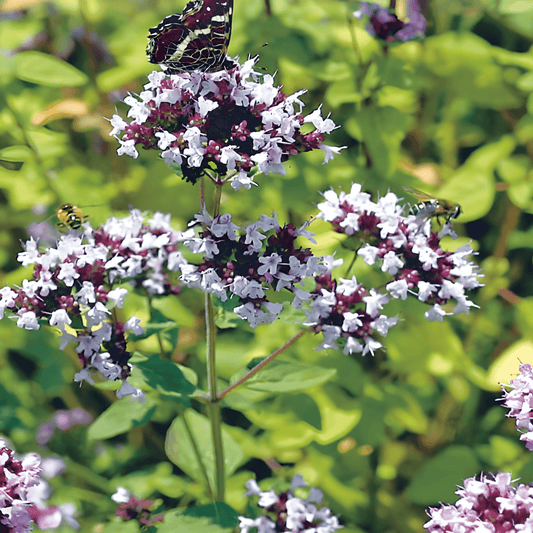 Oregano Seeds Origanum Vulgare Culinary Herb Mild Flavor