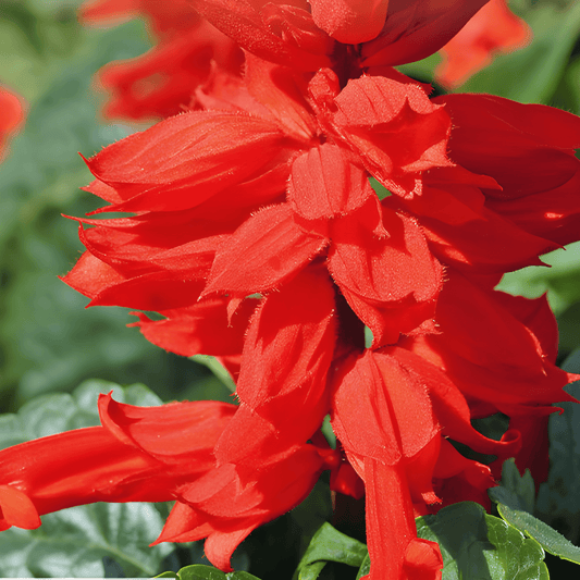 Salvia Fire Sage Seeds Salvia Splendens Fiery Red Annual Flowers