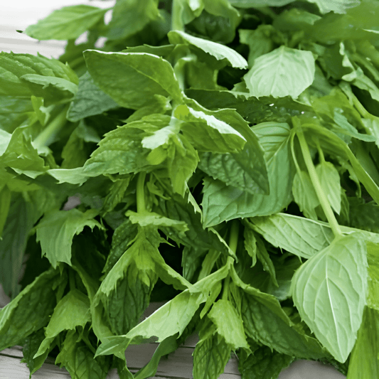Spearmint Seeds Mentha Spicata Aromatic Herb For Cool Moist Locations