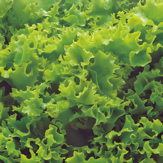 Salanova Lettuce Seeds Lactuca Sativa Vicinity Green Variety