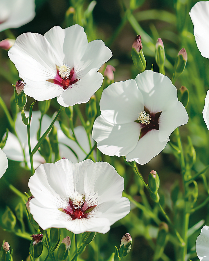 Flax Bright Eyes Linum Grandiflorum Flower Seeds Ivory White Chestnut Center