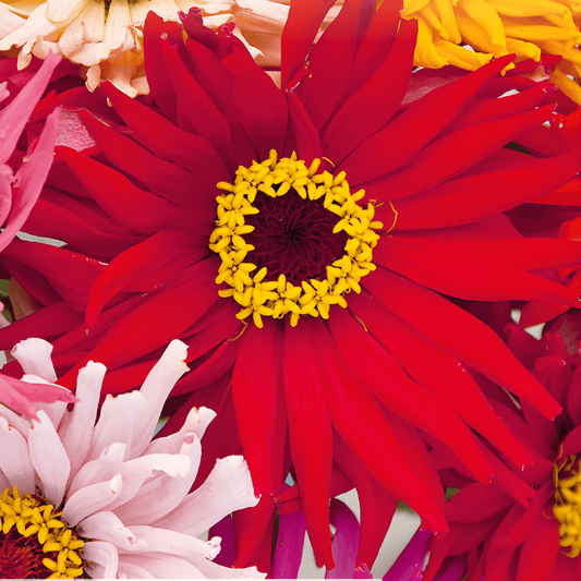 Zinnia Chrysanthemum-like Zinnia Elegans Seeds Long Blooming