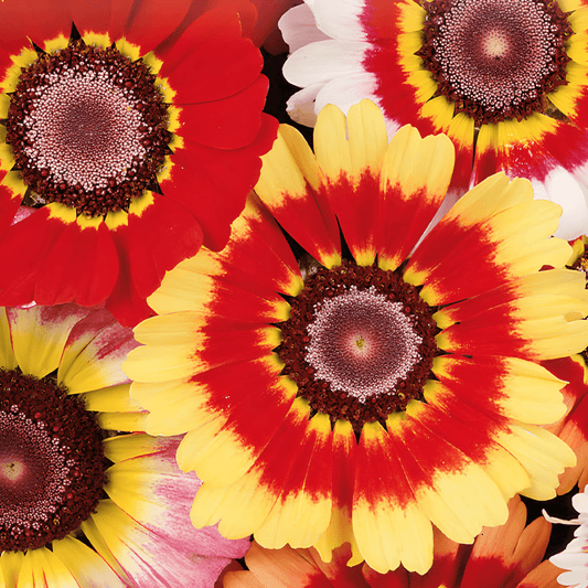 Mixed Marigold Seeds Chrysanthemum Carinatum Vibrant Annual Flowers