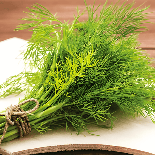 Dill Seeds Anethum Graveolens Aromatic Culinary Herb Variety