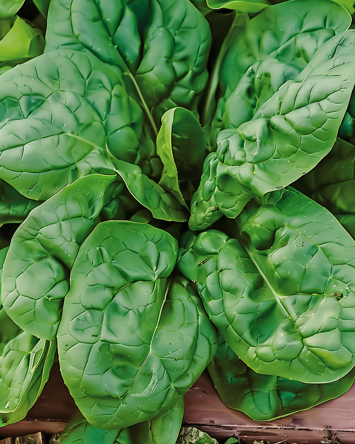 Winter Giants Spinach Seeds Spinacia Oleracea Vegetable Variety