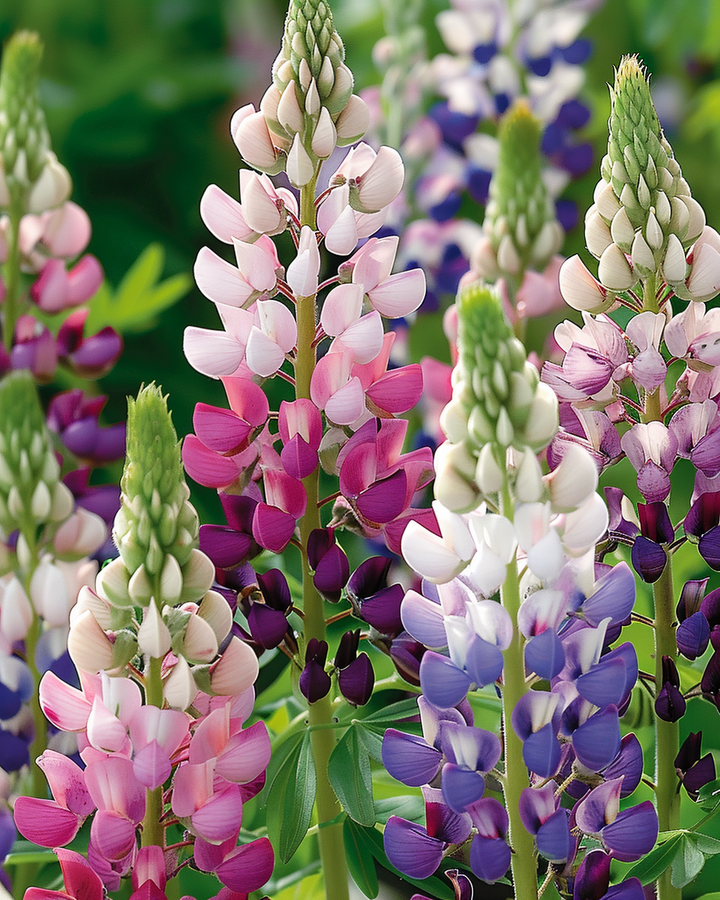 Lupine Pixie Delight Seeds Lupinus Nanus Annual Flower Seeds