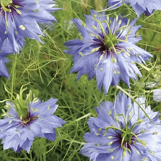 Miss Jekyll Nigella Damascena Seeds Beautiful Cut Flower Annual