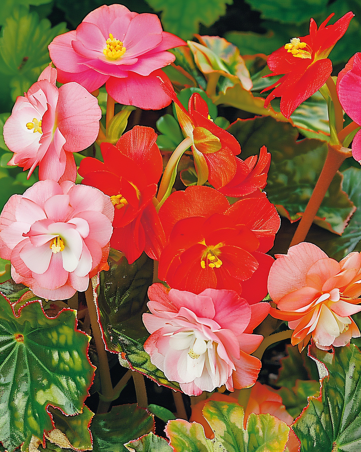 Tuberous Begonia Seeds Begonia Semperflorens Mixed Flower Seeds