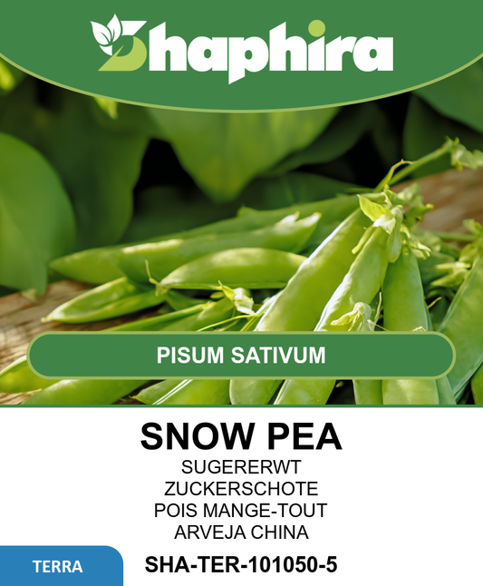 Snow Peas Seeds Pisum Sativum Norli Stringless Pods Variety