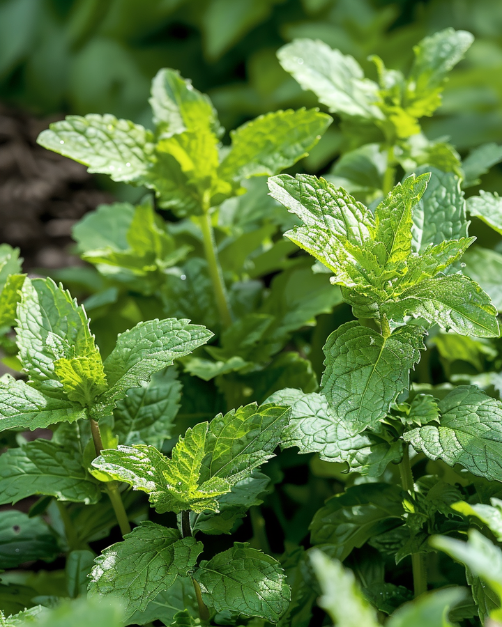 Corsican Mint Seeds Mentha Spicata Compact Aromatic Herb Variety